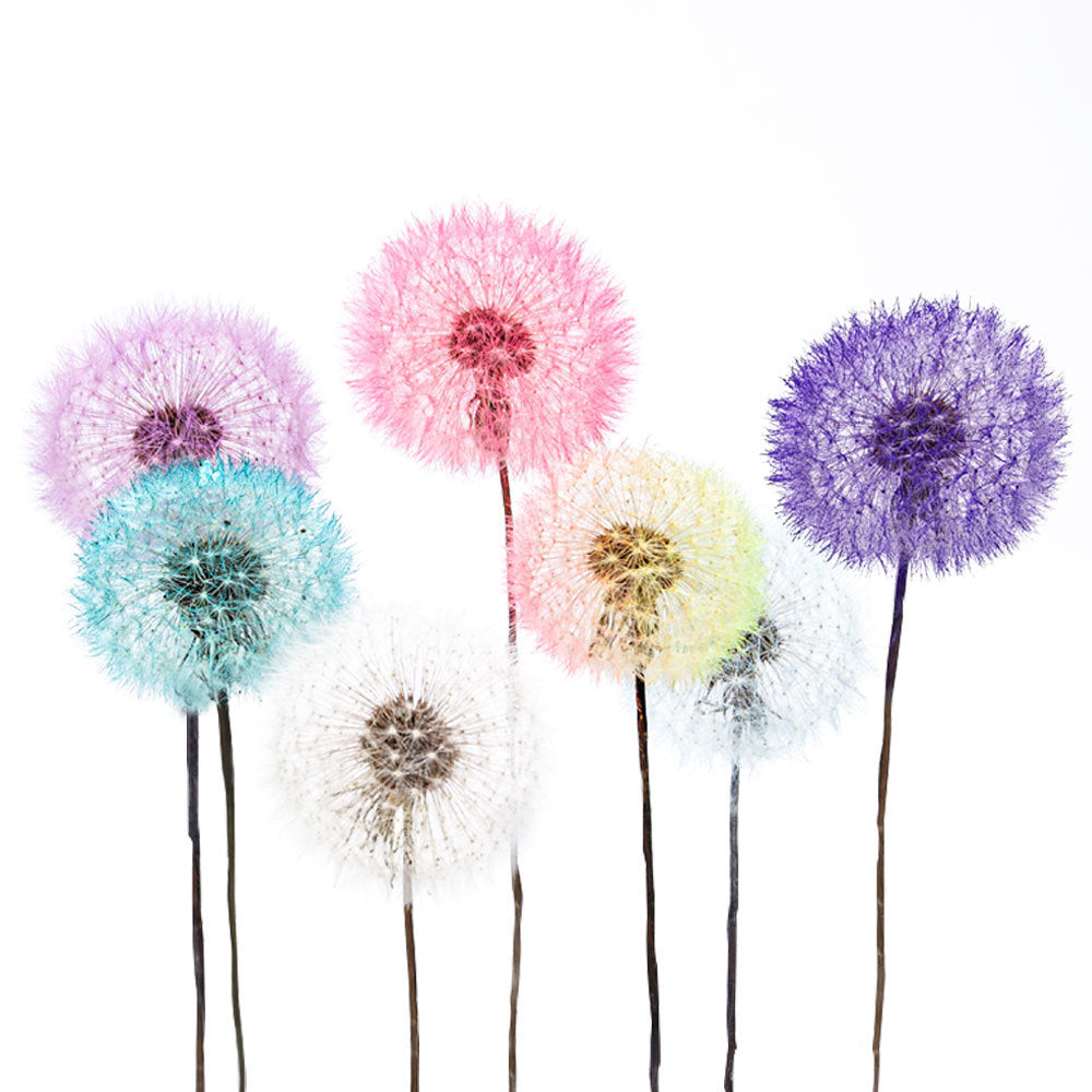 Dandelion flower dried flower immortal flower specimen DIY resin Epoxy flower material decorative bag flower arrangement