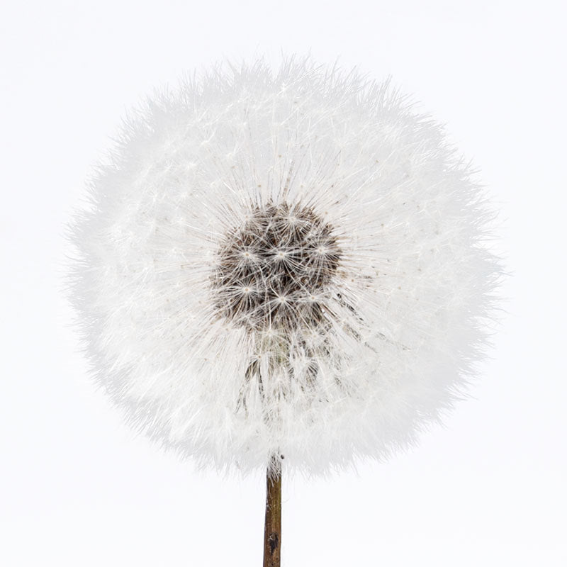 Dandelion flower dried flower immortal flower specimen DIY resin Epoxy flower material decorative bag flower arrangement