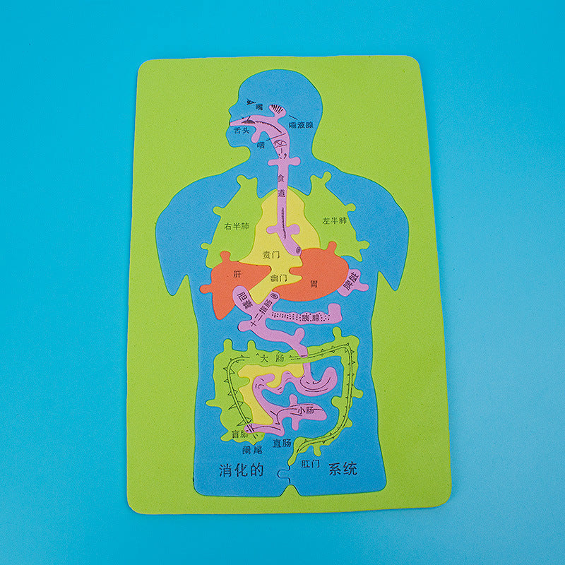 Science and technology small production invention handmade DIY human digestive system visceral puzzle EVA model puzzle scientific experiment