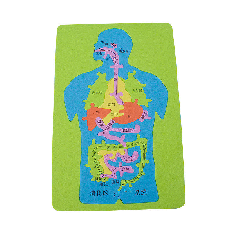 Science and technology small production invention handmade DIY human digestive system visceral puzzle EVA model puzzle scientific experiment