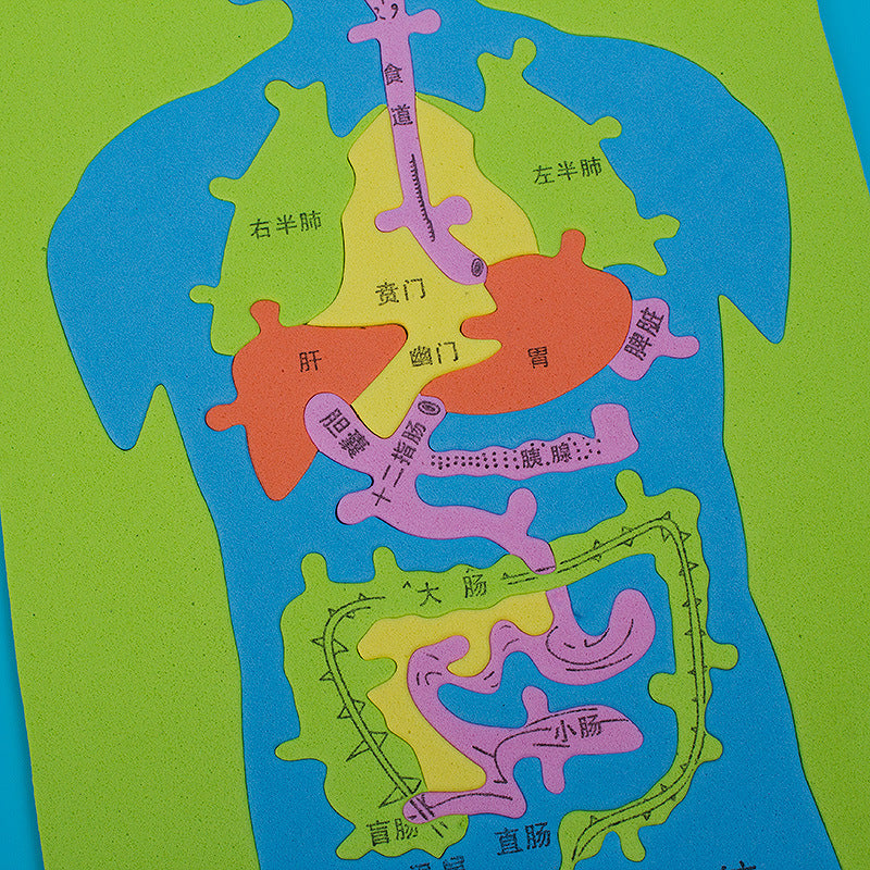 Science and technology small production invention handmade DIY human digestive system visceral puzzle EVA model puzzle scientific experiment