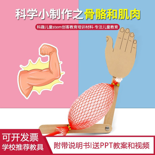 Science experiment DIY recognizes bone and muscle models, student-made material packs, biological children hand-assembled