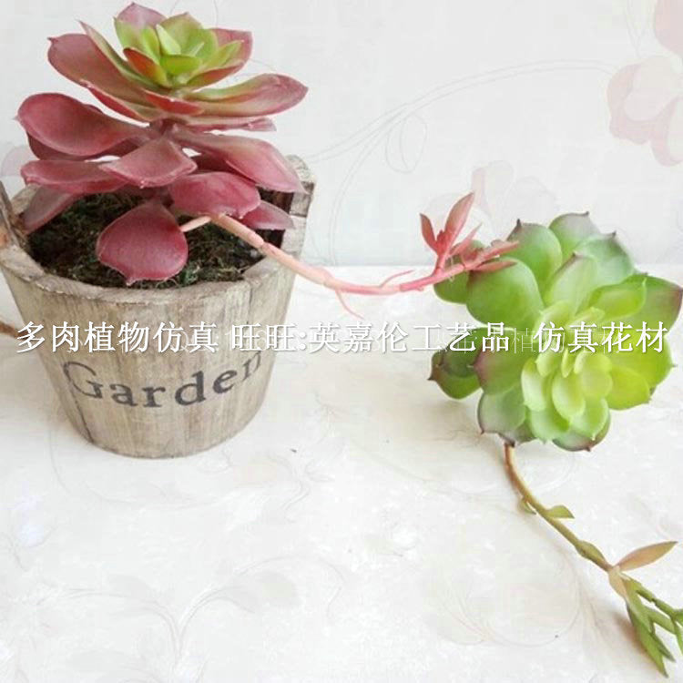 Snowlotus with buds, Guanyin lotus, succulent plants, window desktop decoration materials, creative small gifts, decorations