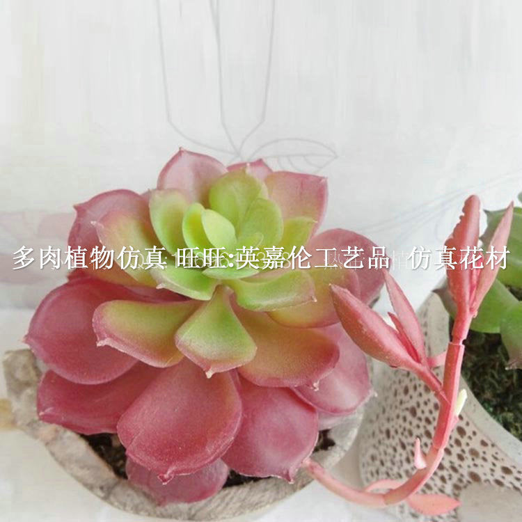 Snowlotus with buds, Guanyin lotus, succulent plants, window desktop decoration materials, creative small gifts, decorations