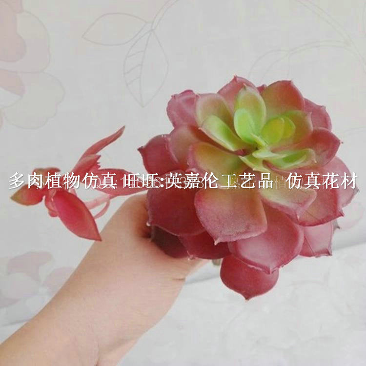 Snowlotus with buds, Guanyin lotus, succulent plants, window desktop decoration materials, creative small gifts, decorations