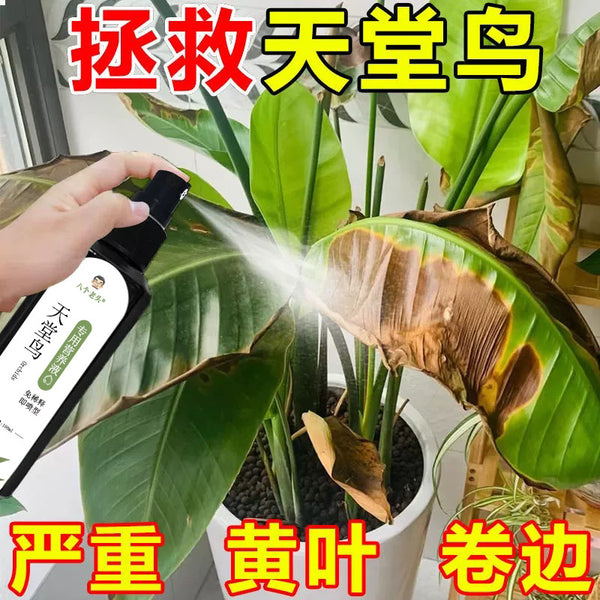 The manufacturer supplies eight old men with special nutrient solutions for birds of paradise. Severe yellow leaves are curled, roots are withered, and no dilution is required.