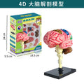 human brain model - human brain, nervous system, brainstem structure, cerebral vascular distribution, brain function 3d educational brain science