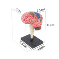 human brain model - human brain, nervous system, brainstem structure, cerebral vascular distribution, brain function 3d educational brain science
