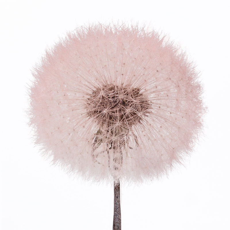 Dandelion flower dried flower immortal flower specimen DIY resin Epoxy flower material decorative bag flower arrangement