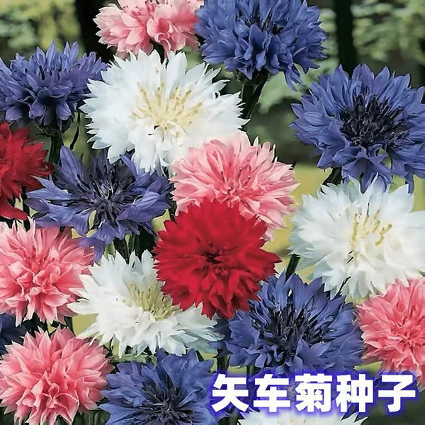 [Flower Seeds Daquan] Sunflower Seeds Cosmos Seeds Wildflower Combination Sunflower Home Gardening Seeds