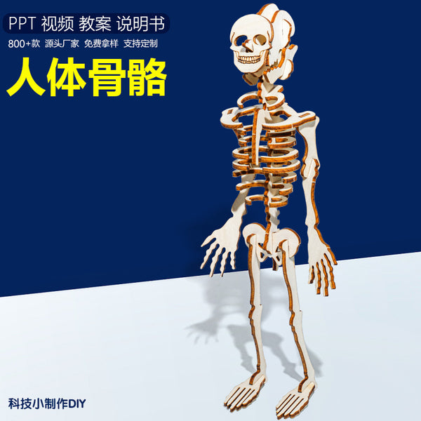 Technology small production 3D three-dimensional human skeleton manual work DIY material package Scientific small experiment Wooden assembly