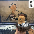 Hoopoe