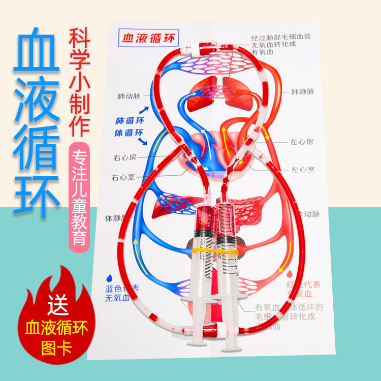 Primary school students scientific experimental equipment DIY human blood circulation model kindergarten science and technology small production wholesale
