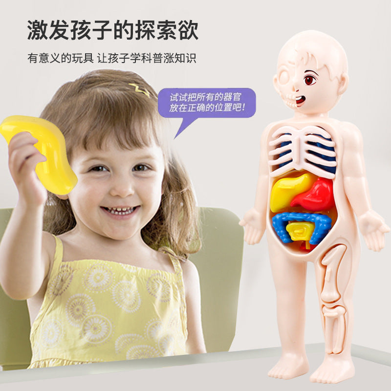 Cross-border export of children's science and education human organ structure model set DIY assembled medical early education educational toys