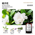 Incense refill five-star hotel white tea fragrance room perfume fragrance 500ml fireless aromatherapy essential oil