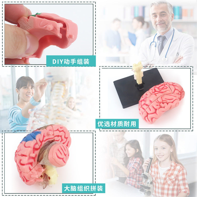 human brain model - human brain, nervous system, brainstem structure, cerebral vascular distribution, brain function 3d educational brain science