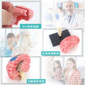 human brain model - human brain, nervous system, brainstem structure, cerebral vascular distribution, brain function 3d educational brain science