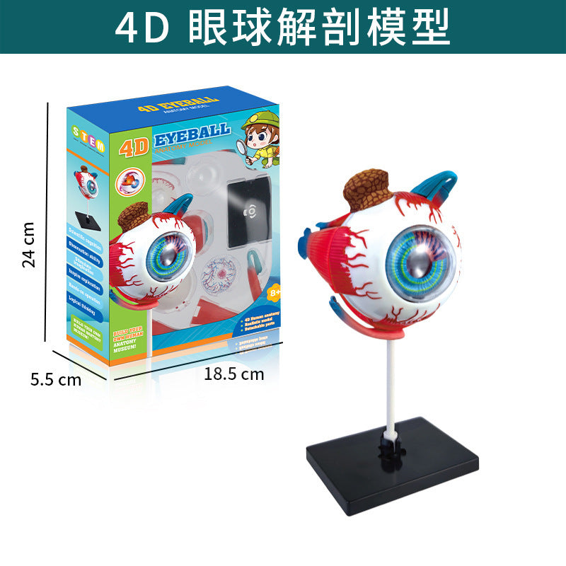 human brain model - human brain, nervous system, brainstem structure, cerebral vascular distribution, brain function 3d educational brain science