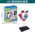 human brain model - human brain, nervous system, brainstem structure, cerebral vascular distribution, brain function 3d educational brain science