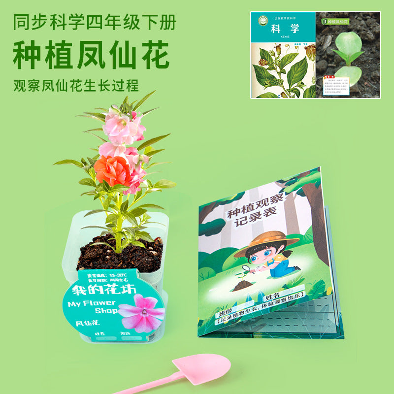 Plant Seed Planting Impatiens Fourth Grade Primary School Students Science Experiment Set Observation Homework Technology Small Production