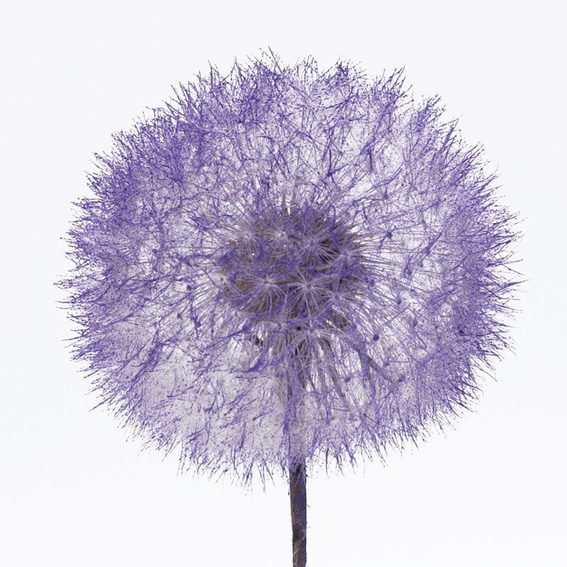 Dandelion flower dried flower immortal flower specimen DIY resin Epoxy flower material decorative bag flower arrangement