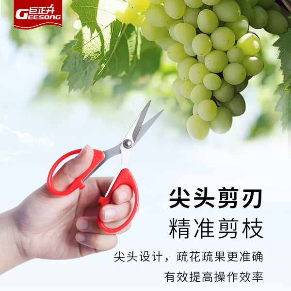 Juzhengsheng Sunshine Rose Fruit and Vegetable Special Scissors Sharp Straight Head Small Scissors Pruning Fruit Thin Fruit Scissors Pruning Flower Thinning Scissors