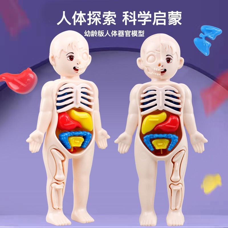Cross-border export of children's science and education human organ structure model set DIY assembled medical early education educational toys