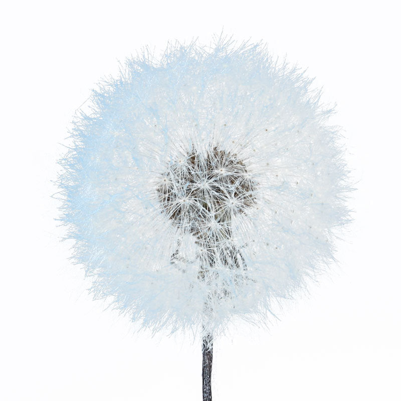 Dandelion flower dried flower immortal flower specimen DIY resin Epoxy flower material decorative bag flower arrangement