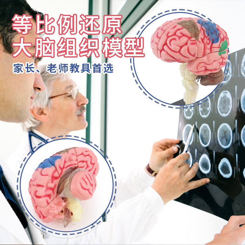 human brain model - human brain, nervous system, brainstem structure, cerebral vascular distribution, brain function 3d educational brain science