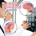 human brain model - human brain, nervous system, brainstem structure, cerebral vascular distribution, brain function 3d educational brain science