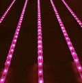Pink light [126 lights]