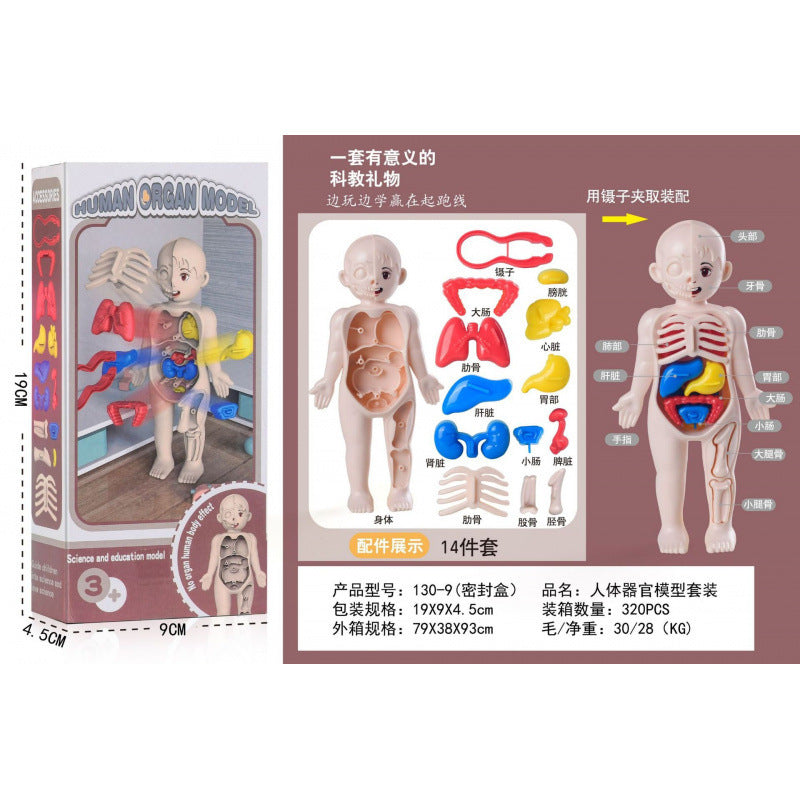 Cross-border export of children's science and education human organ structure model set DIY assembled medical early education educational toys