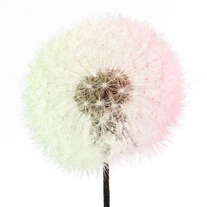 Dandelion flower dried flower immortal flower specimen DIY resin Epoxy flower material decorative bag flower arrangement