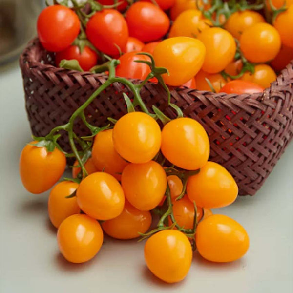 Simulation fruit tomato model virgin fruit tomato grape raisin soft glue fruit and vegetable exhibition hall window decoration props