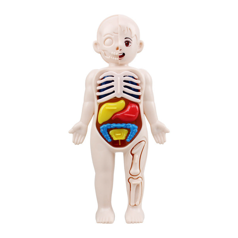 Cross-border export of children's science and education human organ structure model set DIY assembled medical early education educational toys