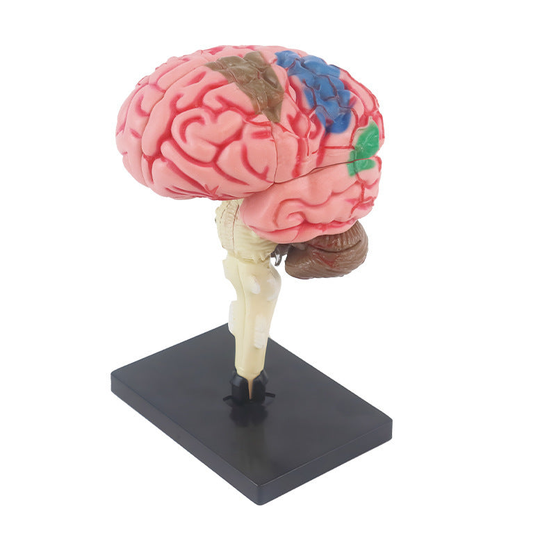 human brain model - human brain, nervous system, brainstem structure, cerebral vascular distribution, brain function 3d educational brain science