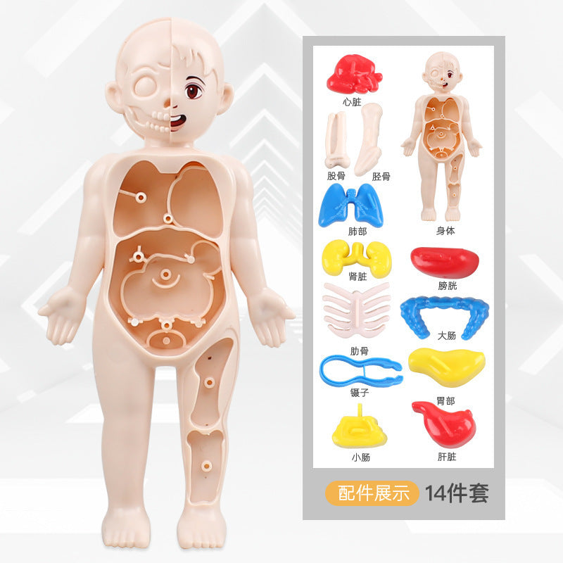 Cross-border export of children's science and education human organ structure model set DIY assembled medical early education educational toys