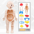 Cross-border export of children's science and education human organ structure model set DIY assembled medical early education educational toys