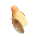 [customized] simulated abalone water gun, clam water gun, outdoor water play, prank water gun, water spray toy