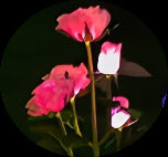 Solar light Outdoor garden light Automatic light in the dark Solar butterfly Firefly rose floor insert night light