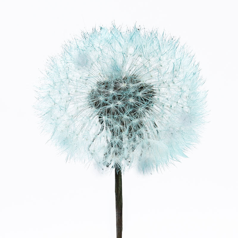Dandelion flower dried flower immortal flower specimen DIY resin Epoxy flower material decorative bag flower arrangement