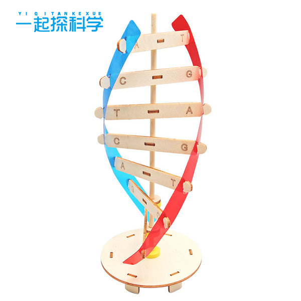 DNA double helix structure model technology small production manual DIY human gene biological science experimenter material