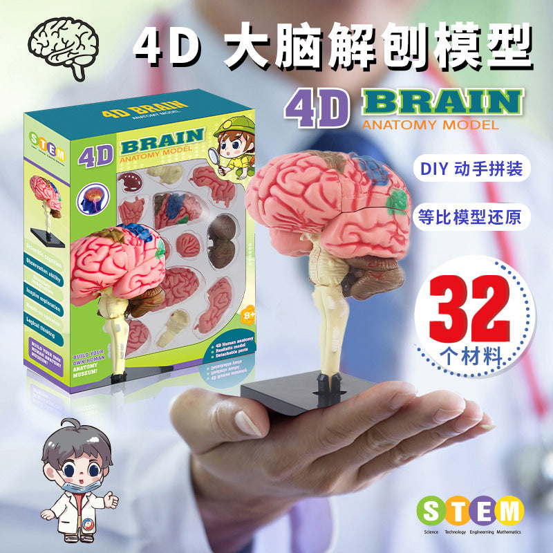 human brain model - human brain, nervous system, brainstem structure, cerebral vascular distribution, brain function 3d educational brain science