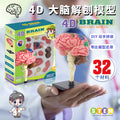 human brain model - human brain, nervous system, brainstem structure, cerebral vascular distribution, brain function 3d educational brain science
