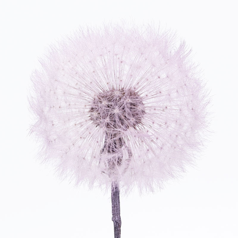 Dandelion flower dried flower immortal flower specimen DIY resin Epoxy flower material decorative bag flower arrangement