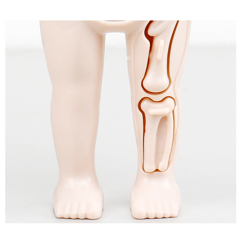 Cross-border export of children's science and education human organ structure model set DIY assembled medical early education educational toys