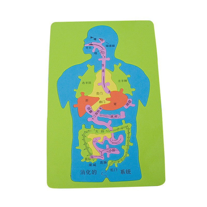 Science and technology small production invention handmade DIY human digestive system visceral puzzle EVA model puzzle scientific experiment