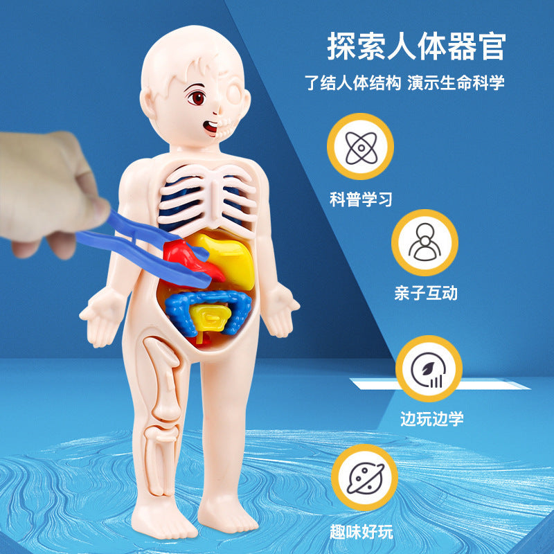 Cross-border export of children's science and education human organ structure model set DIY assembled medical early education educational toys