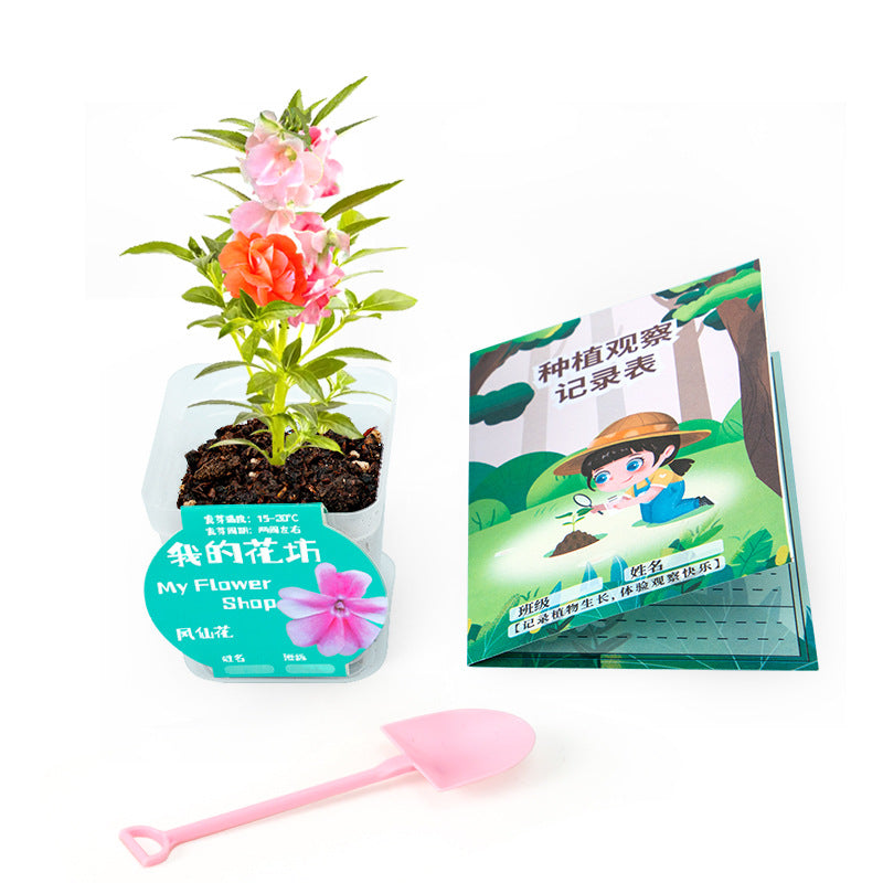 Plant Seed Planting Impatiens Fourth Grade Primary School Students Science Experiment Set Observation Homework Technology Small Production